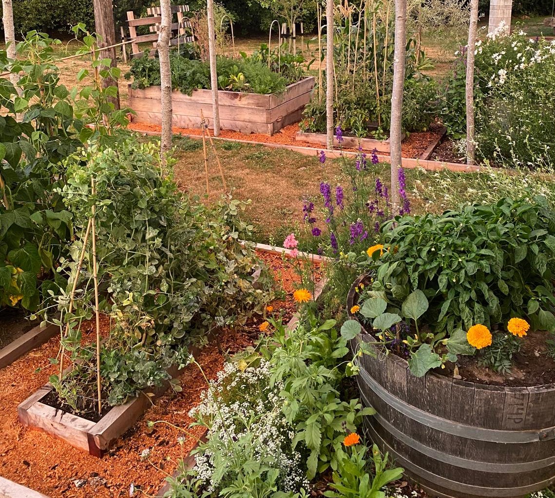 The Potager garden — raised beds and a barrel planter