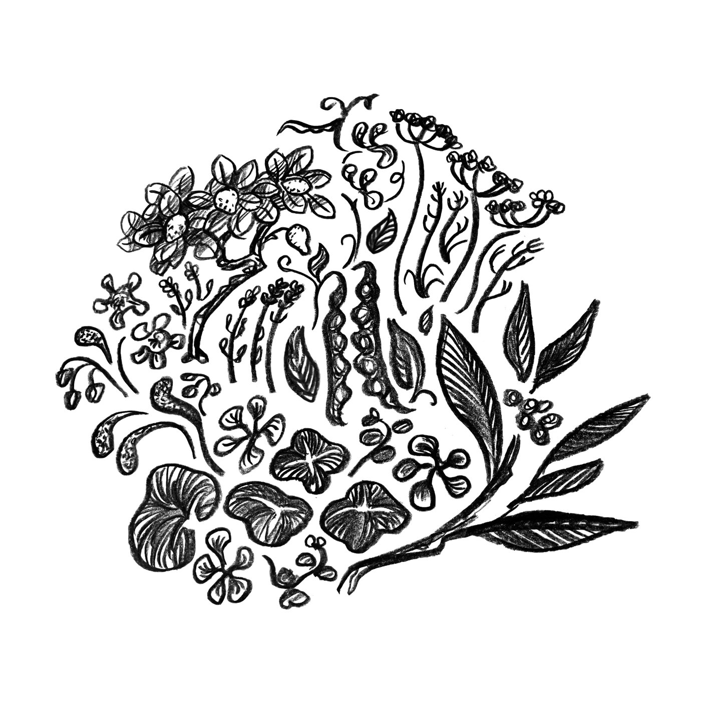 Hand-drawn botanical illustration — the Potager mark