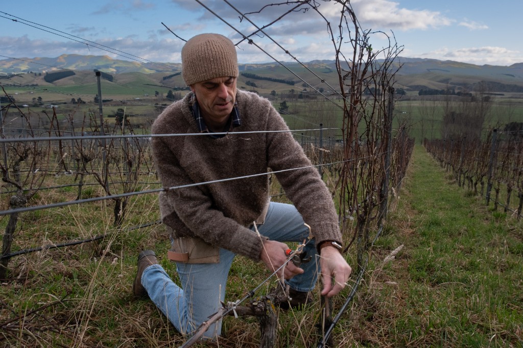 Winemaker Dom Maxwell pruning vines in North Canterbury